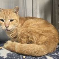 Thumbnail photo of Tango #1