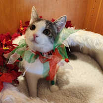 Thumbnail photo of Peyton #1