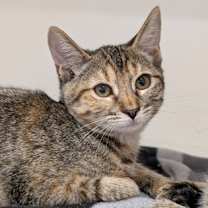 Thumbnail photo of Caramel Apple #1