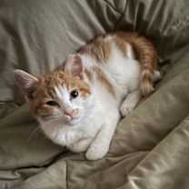 Thumbnail photo of Flynn #2