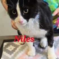 Thumbnail photo of Niles #2