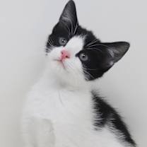 Thumbnail photo of Short Crust #1