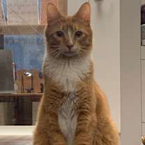 Thumbnail photo of Scotty #1