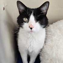 Thumbnail photo of Cookie #4