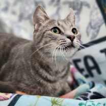 Thumbnail photo of Mrs. Claws  #2