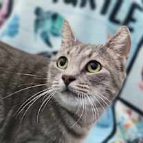 Thumbnail photo of Mrs. Claws  #3