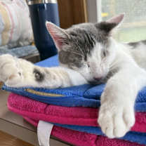 Thumbnail photo of Zephyr #4