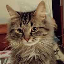 Thumbnail photo of Kitten #1