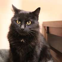 Thumbnail photo of Hairyette #4