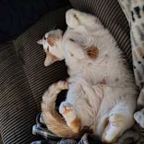 Thumbnail photo of Jace #2