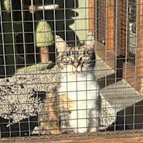 Thumbnail photo of Lola #1