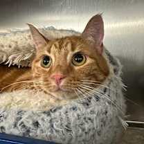 Thumbnail photo of Carrot Top - NYC #3