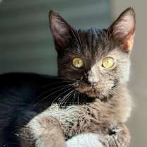 Thumbnail photo of Lacey #4