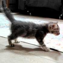 Thumbnail photo of Jett DM #3