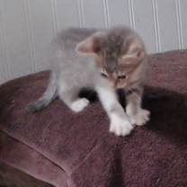 Thumbnail photo of Jett DM #4