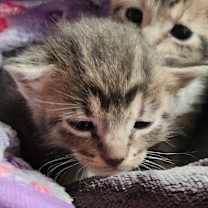 Thumbnail photo of Jett DM #2