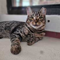 Thumbnail photo of Dak #2