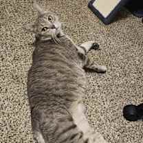 Thumbnail photo of Alma #2