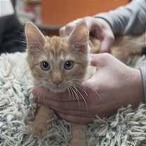 Thumbnail photo of Pickles #1