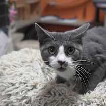 Thumbnail photo of Willow #2