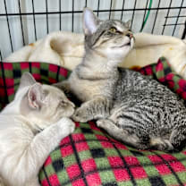 Thumbnail photo of Tinker #4