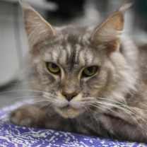 Thumbnail photo of Frolick #2