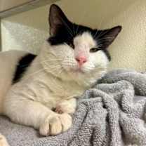 Thumbnail photo of Catthew #3