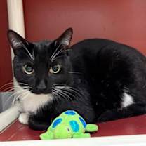 Thumbnail photo of Sweeney Todd #1