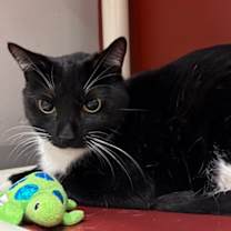 Thumbnail photo of Sweeney Todd #2