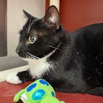 Thumbnail photo of Sweeney Todd #3