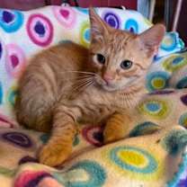 Thumbnail photo of Austin #1