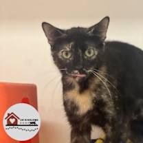 Thumbnail photo of Clover #1