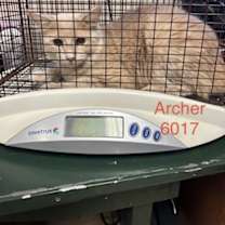 Thumbnail photo of Archer #2