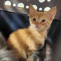 Thumbnail photo of Austin #2