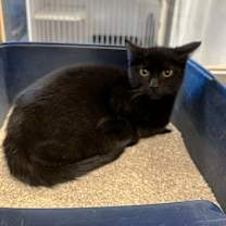 Thumbnail photo of Pumpkin Pie #1