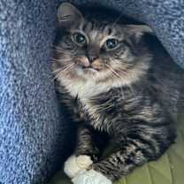 Thumbnail photo of Birch #4