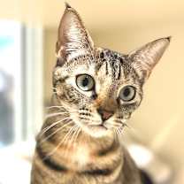 Thumbnail photo of Honey #4