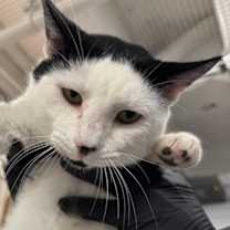 Thumbnail photo of Chester #1