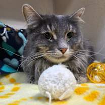 Thumbnail photo of Vinny #3