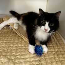 Thumbnail photo of Calicoy🐾 #1