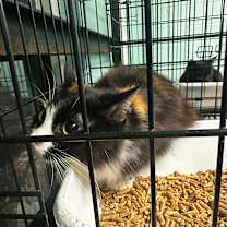 Thumbnail photo of Calicoy🐾 #2