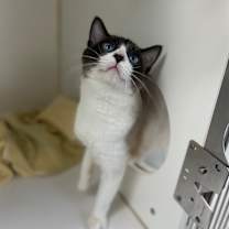 Thumbnail photo of Samuel🐾 #3