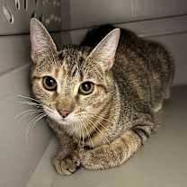 Thumbnail photo of Cattoo #1