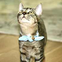 Thumbnail photo of Sophie Turner #3