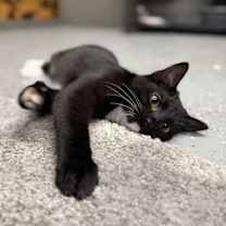 Thumbnail photo of Socks #3