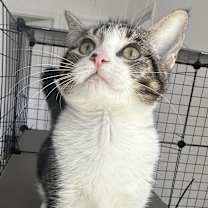 Thumbnail photo of Bacon #2