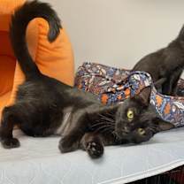 Thumbnail photo of Savannah NC #3