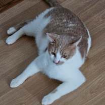 Thumbnail photo of Bizkitt #3