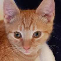 Thumbnail photo of Rudy #1