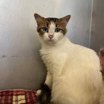 Thumbnail photo of Dove  25-214 #1